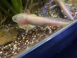 Axolotl weiblich Weißling von '23