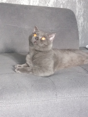 Deckkater Prohhor, sehr schön Junge, NICHT VERKAUFEN!  Bild 5