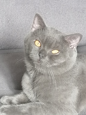 Deckkater Prohhor, sehr schön Junge, NICHT VERKAUFEN! 