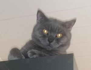 Deckkater Prohhor, sehr schön Junge, NICHT VERKAUFEN!  Bild 4