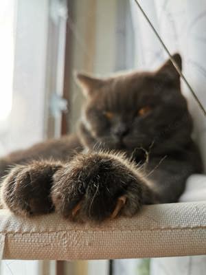 Deckkater Prohhor, sehr schön Junge, NICHT VERKAUFEN!  Bild 3