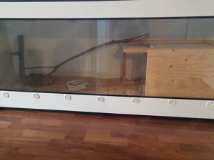 Boa constrictor imperator 1.0 Super Salmon DH Albino Sunglow (Lipstick)  Bild 5