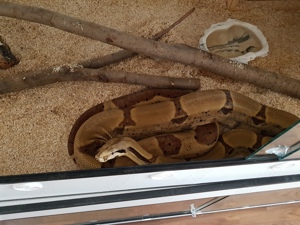 Boa constrictor imperator 1.0 Super Salmon DH Albino Sunglow (Lipstick)  Bild 3