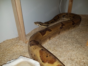 Boa constrictor imperator 1.0 Super Salmon DH Albino Sunglow (Lipstick)  Bild 2