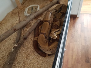 Boa constrictor imperator 1.0 Super Salmon DH Albino Sunglow (Lipstick)  Bild 4