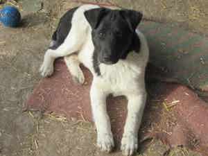 Fox R ca. 47 cm - treue Seele