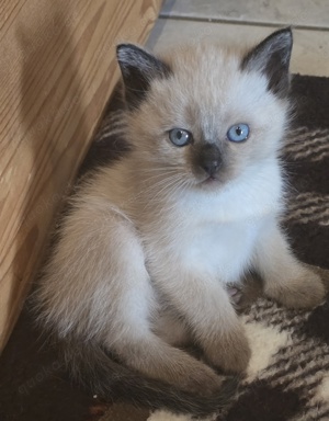 Katzen & Katzenbabys in Aachen kaufen, verkaufen & zu verschenken