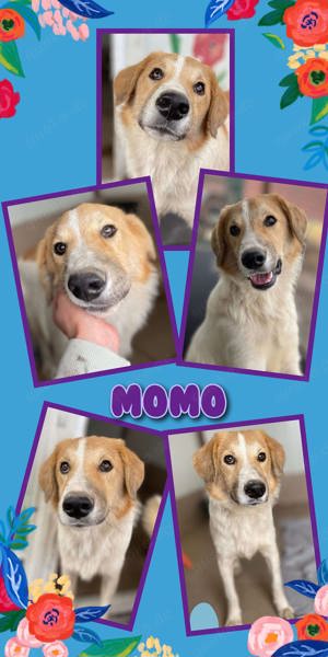 Hübscher Momo möchte ausreisen!