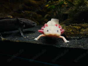 Axolotl abzugeben 