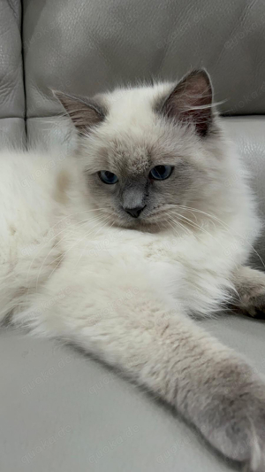 deckkater reinrassiger Ragdoll