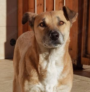 Olga - braucht eine Chance!