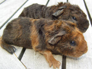 Zutrauliche Meerschweinchen unterschiedlichen Alters...