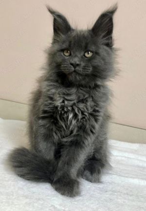 Maine Coon Deckkater Bild 7