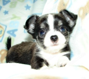 Süße Chihuahua-Hündin sucht ein neues Zuhause!