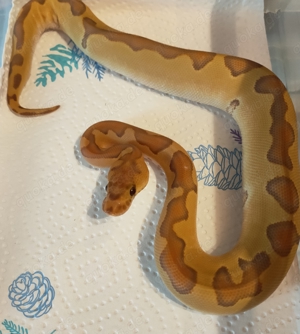0.1 Ultramel Enchi Clown Nz 24 