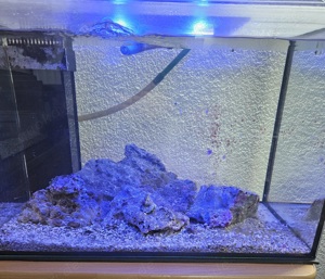 Meerwasser Lebendgetein Riffgestein Ca 5 kg