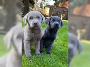 Labrador Retriever welpen!!