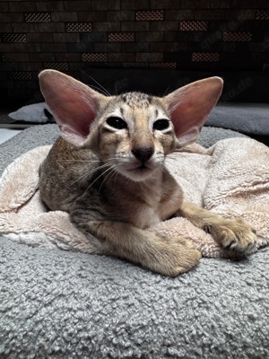 Orientalisch Kurzhaar Katzen - Kitten zu verkaufen  Bild 8