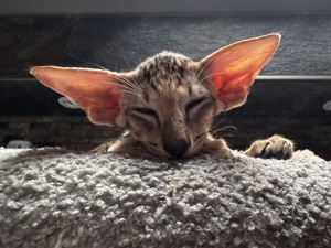 Orientalisch Kurzhaar Katzen - Kitten zu verkaufen  Bild 6