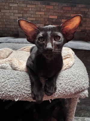 Orientalisch Kurzhaar Katzen - Kitten zu verkaufen  Bild 9