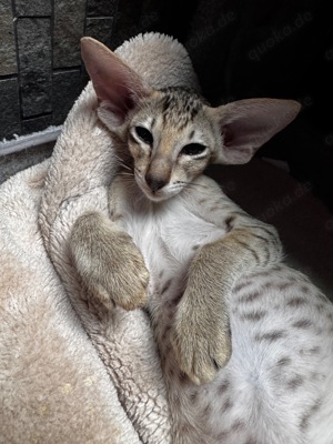 Orientalisch Kurzhaar Katzen - Kitten zu verkaufen  Bild 2