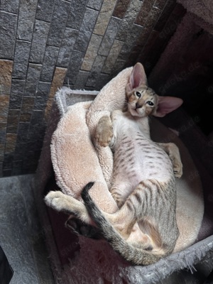 Orientalisch Kurzhaar Katzen - Kitten zu verkaufen  Bild 4