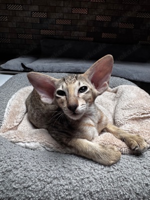 Orientalisch Kurzhaar Katzen - Kitten zu verkaufen  Bild 7