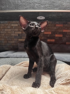 Orientalisch Kurzhaar Katzen - Kitten zu verkaufen  Bild 5