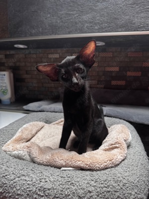 Orientalisch Kurzhaar Katzen - Kitten zu verkaufen  Bild 3