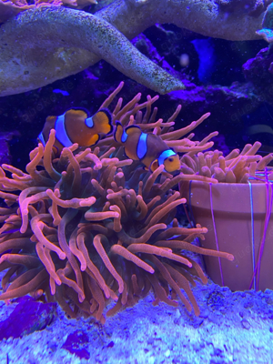 Kupferanemone Entacmaea quadricolor