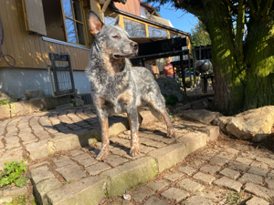 Australian Cattle Dog Rüde