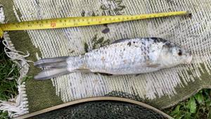 Koi Fische Kois Bild 3