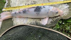 Koi Fische Kois Bild 5