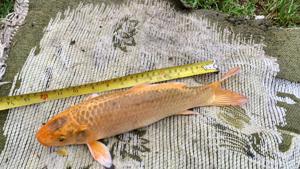 Koi Fische Kois Bild 2