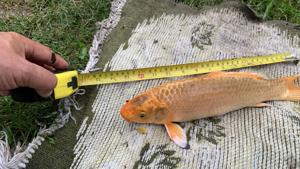 Koi Fische Kois Bild 6