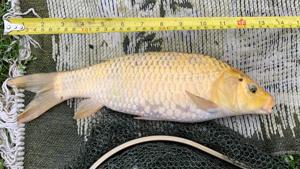 Koi Fische Kois Bild 4