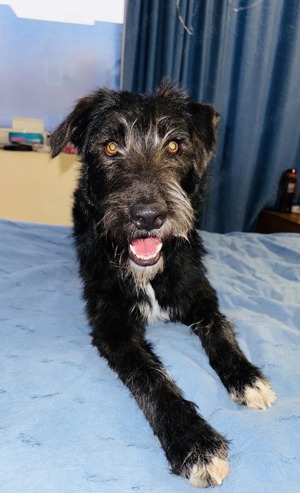 Bilgo ein toller Familienhund 