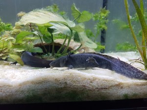 2 männliche Axolotl Bild 3