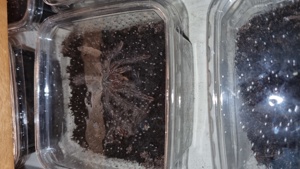 Theraphosa blondi