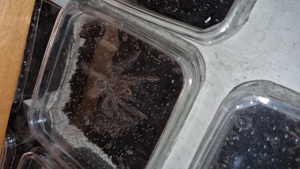 Theraphosa blondi  Bild 3