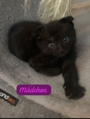 3 niedliche Katzenbaby