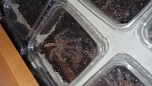 Theraphosa blondi  Bild 2