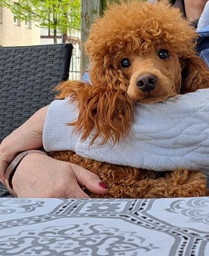 Charmanter Rüde sucht Herzdame 