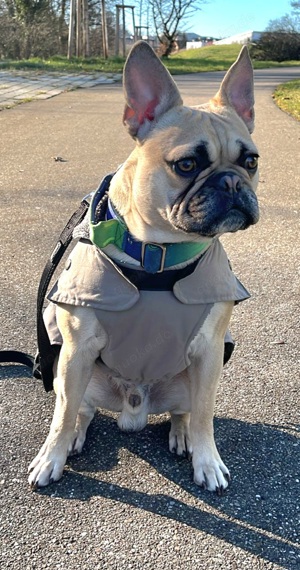 Ernie, französische Bulldogge