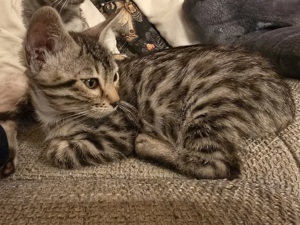 Bengal Katze Male Adrik mit Stammbaum  Bild 3