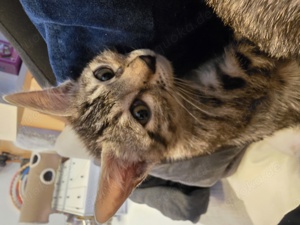 Bengal Katze Male Adrik mit Stammbaum  Bild 4