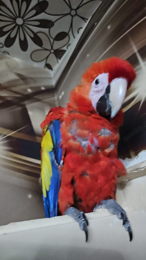 Wo Kann Ich Einen Papagei Kaufen Papagei - Vögel kaufen & verkaufen - Vogelbörse