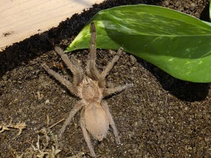 Vogelspinne Chilobrachys Kaeng krachan