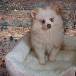 Pomeranian Zwergspitz Mädchen In Sonderfarbe mit AT