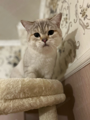 Reinrassiger BKH Deckkater Bild 2
